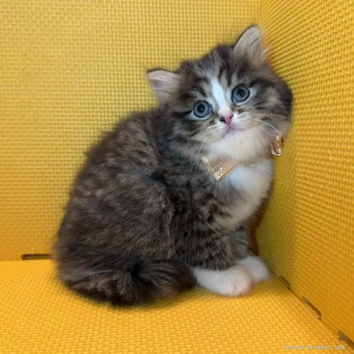しらかみ 様のお迎えした子猫