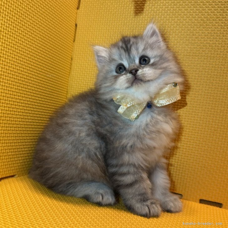 ゆうか 様のお迎えした子猫
