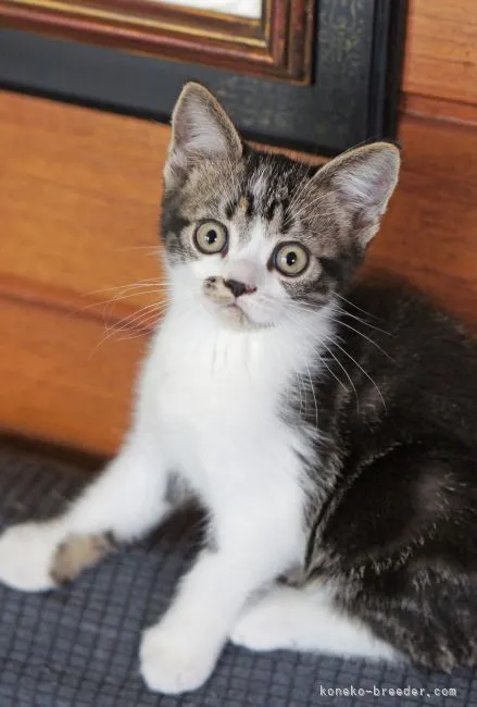 ID:2204-02302の子猫