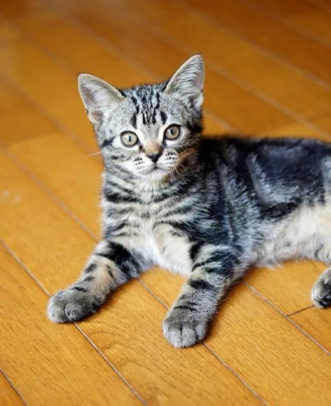 ID:1505-00091の子猫