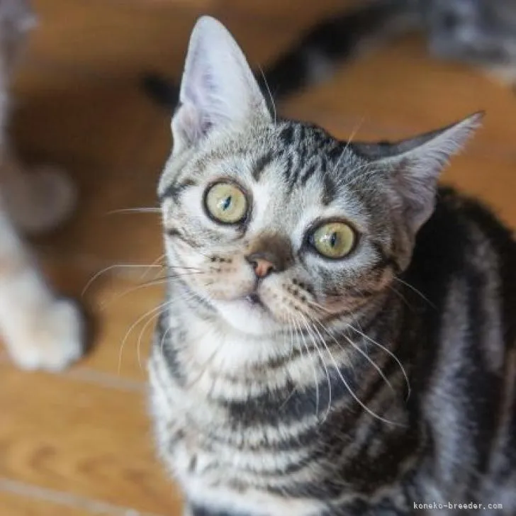 ID:2207-02512の子猫