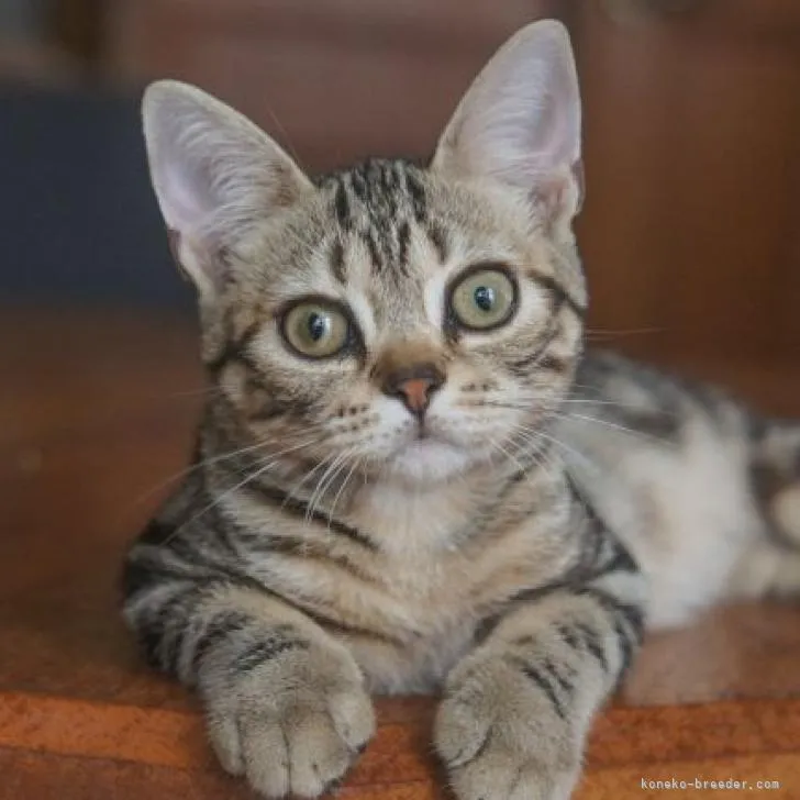 ID:2207-02510の子猫