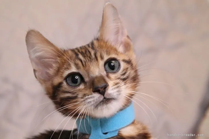 ID:2201-01201の子猫