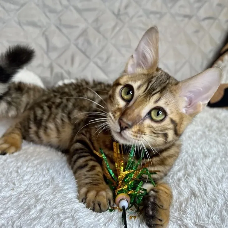 ID：2301-01844の子猫
