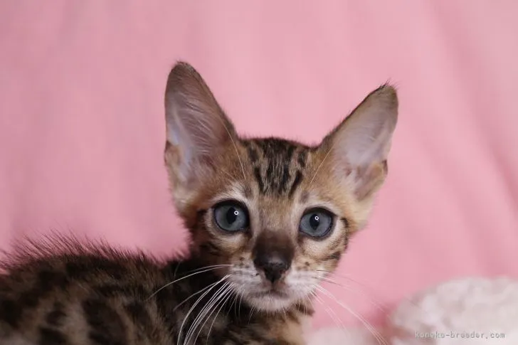 ID:2109-01744の子猫