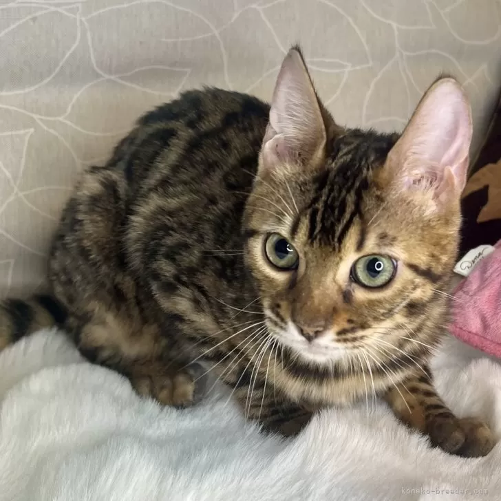 ID：2312-01861の子猫