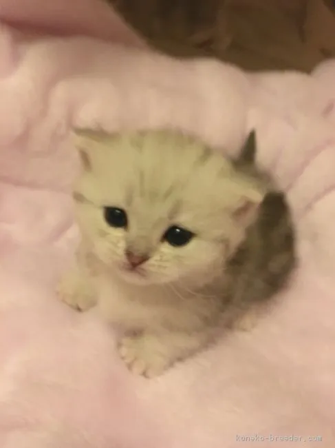 ID:1801-00766の子猫