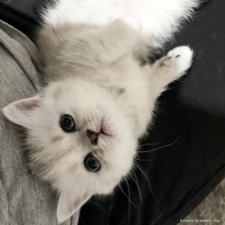 ID:2304-01628の子猫