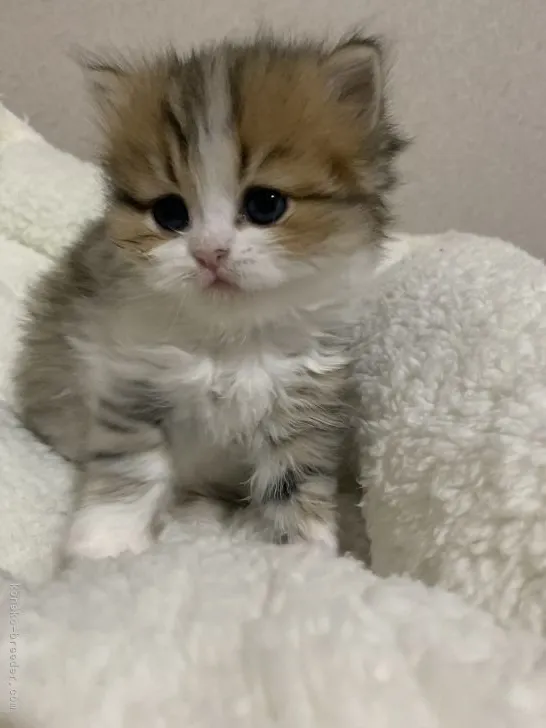 ID:2112-00321の子猫