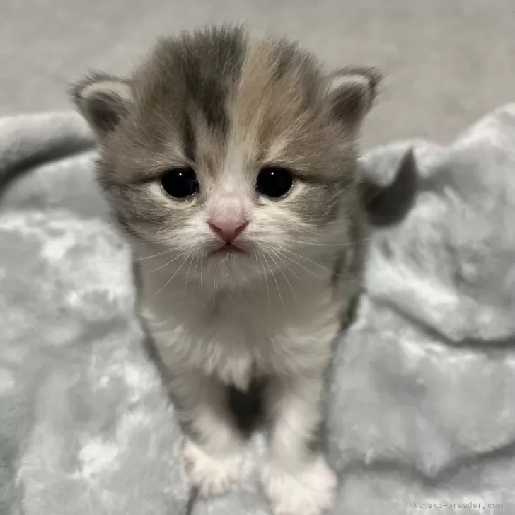 ID:2404-00469の子猫