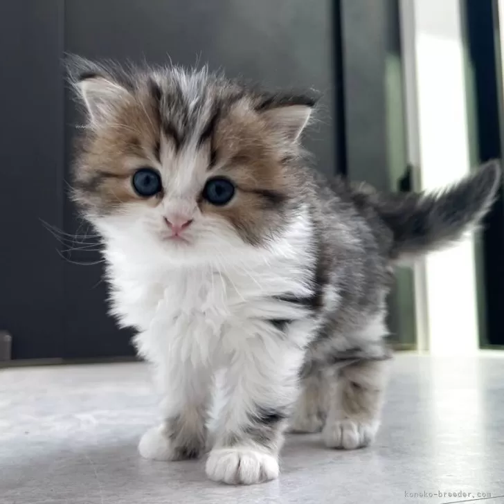ID:2504-01970の子猫