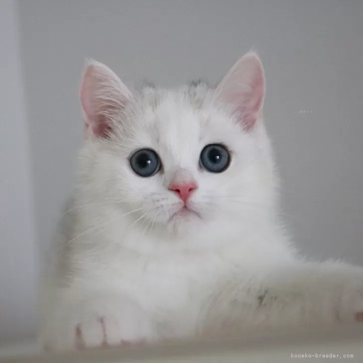 ID:2406-02247の子猫