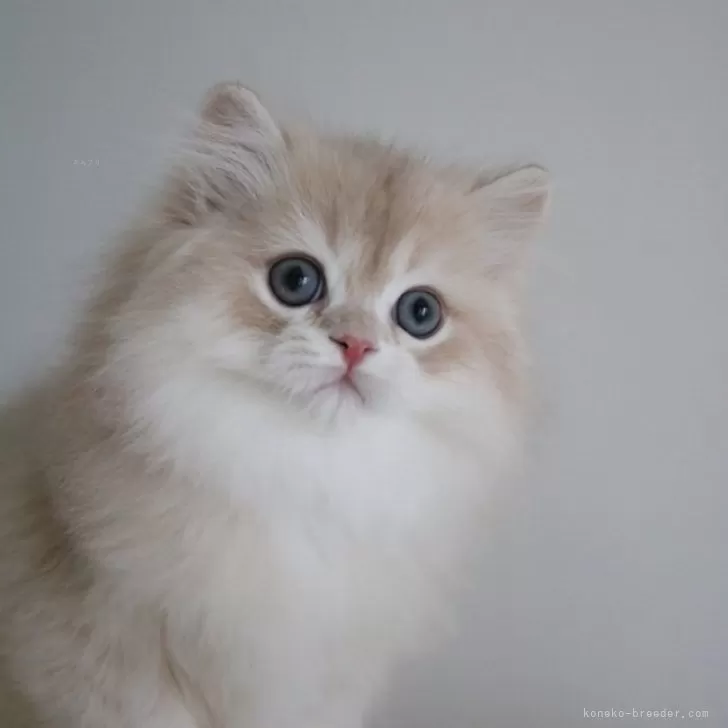 ID:2411-02482の子猫