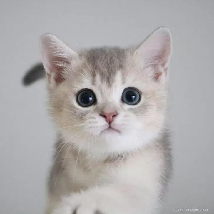 K.N 様のお迎えした子猫