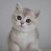 ブリティッシュショートヘア