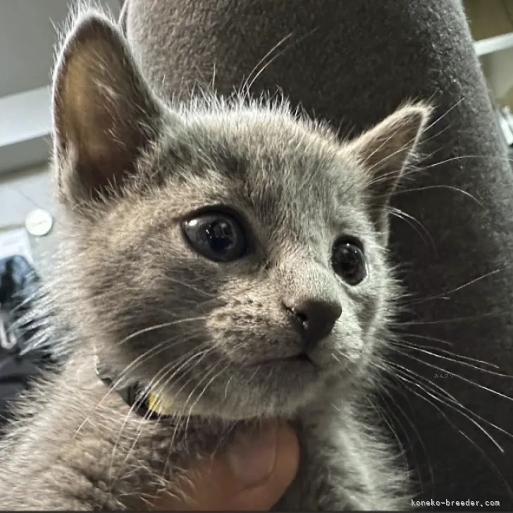 ID:2311-00394の子猫