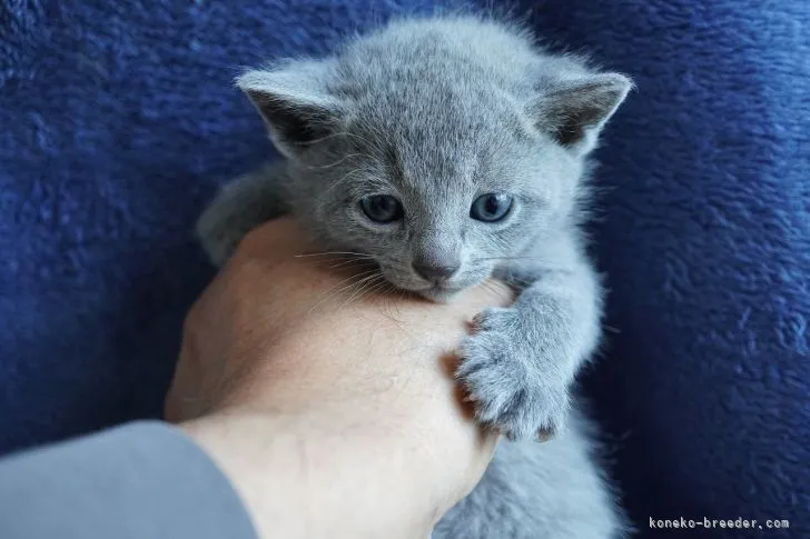 ID:2203-02144の子猫