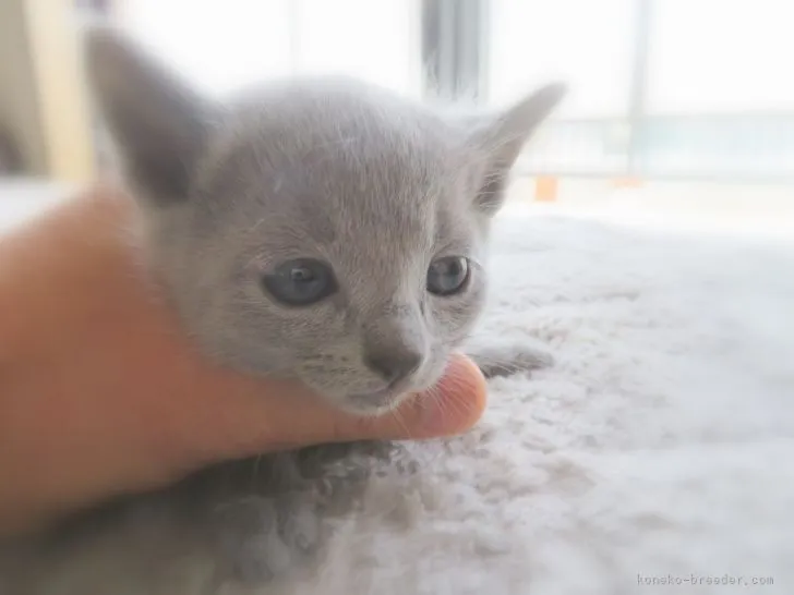 ID:2203-02390の子猫