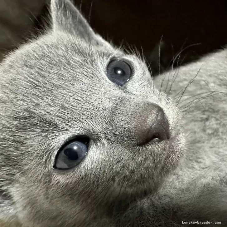 ID:2412-02094の子猫