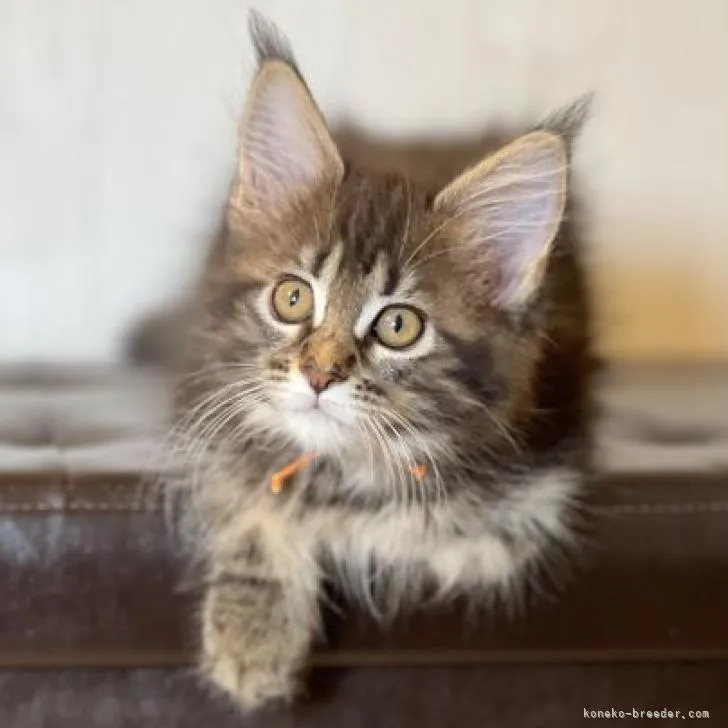 ID:2206-02854の子猫