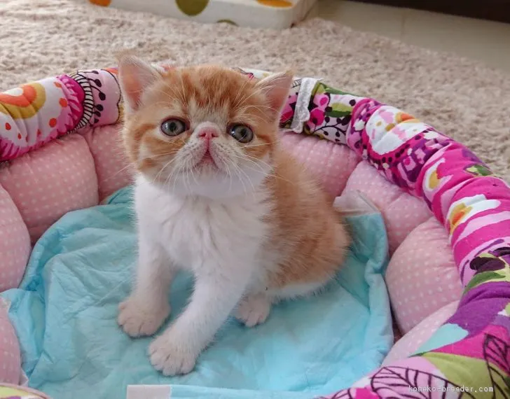 ID:1905-00485の子猫