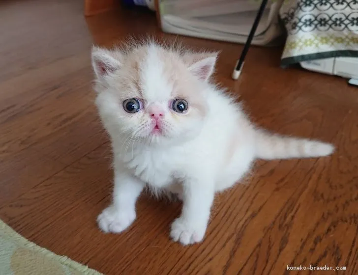 タカダ 様のお迎えした子猫