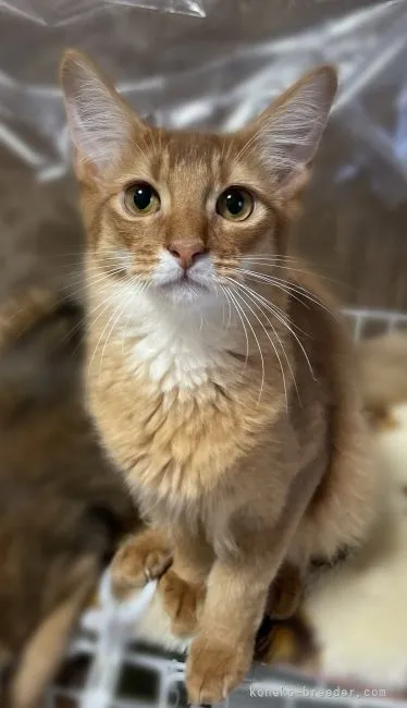 ID:2110-02087の子猫