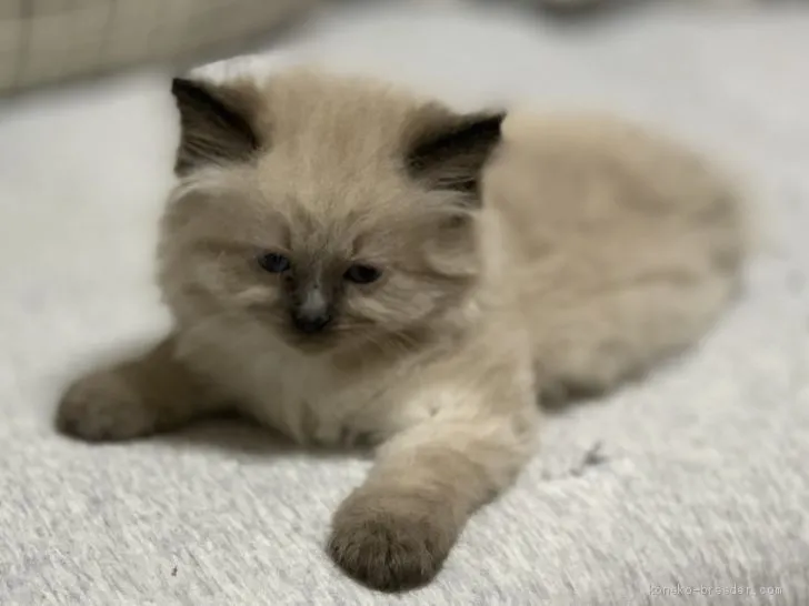 ID:2004-01971の子猫