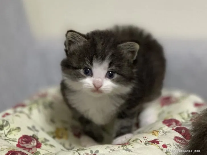 ID:2007-00396の子猫