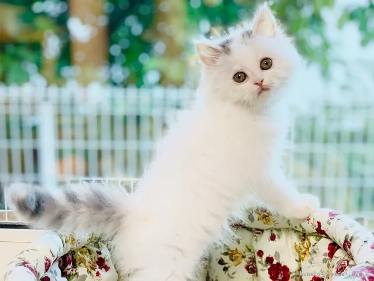 ID:1907-01444の子猫