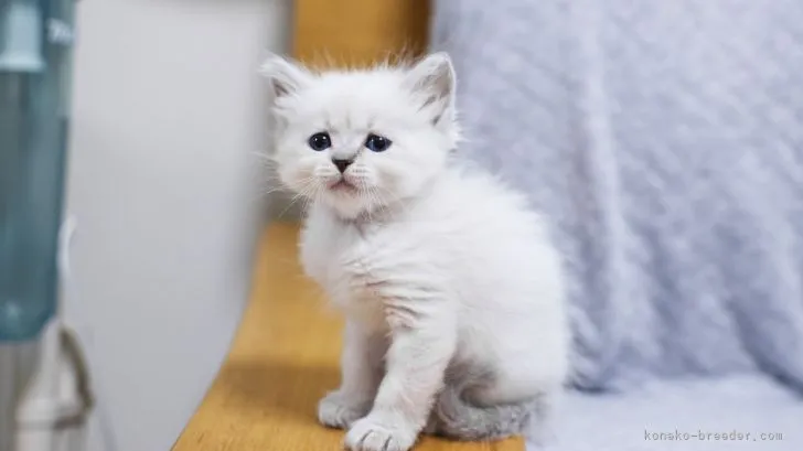 ID:2110-01727の子猫