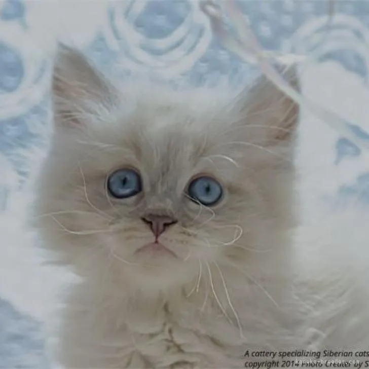 ID:2207-00999の子猫