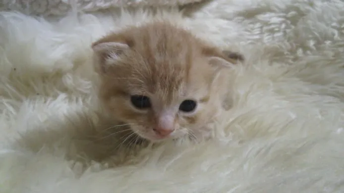 ID:1403-00285の子猫