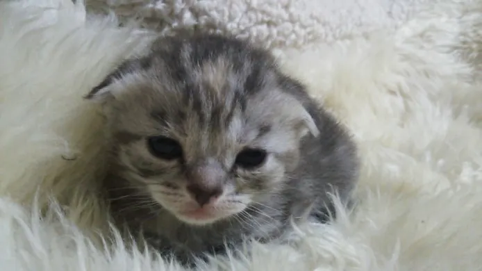 ID:1403-00284の子猫