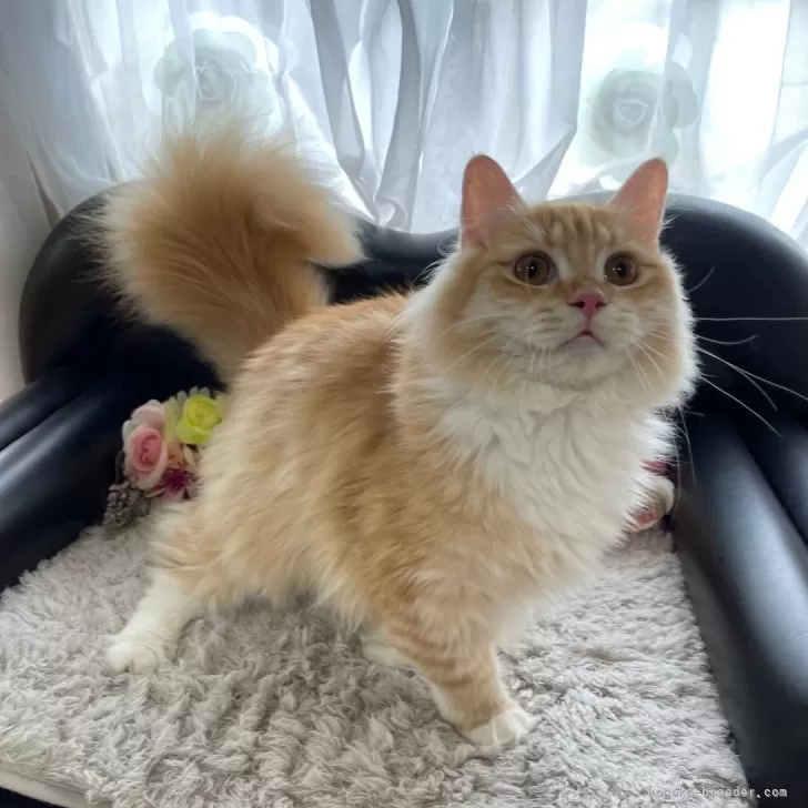ID:2310-02486の子猫