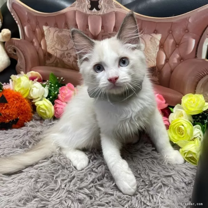 ID:2408-01850の子猫