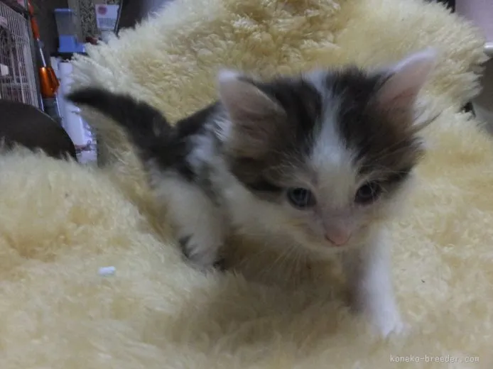 はっちママ 様のお迎えした子猫