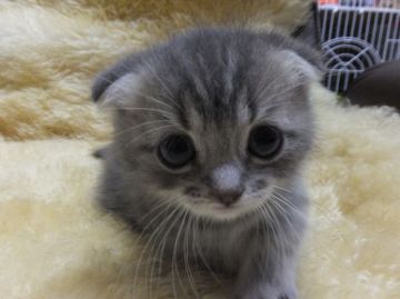 マンチカン【神奈川県・男の子・2015年3月22日・ブルータビー（中毛）】の写真「短足☆折れ耳」