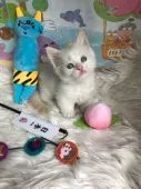 マンチカン(短足)【神奈川県・男の子・2021年4月8日・レッドポイント】の写真2