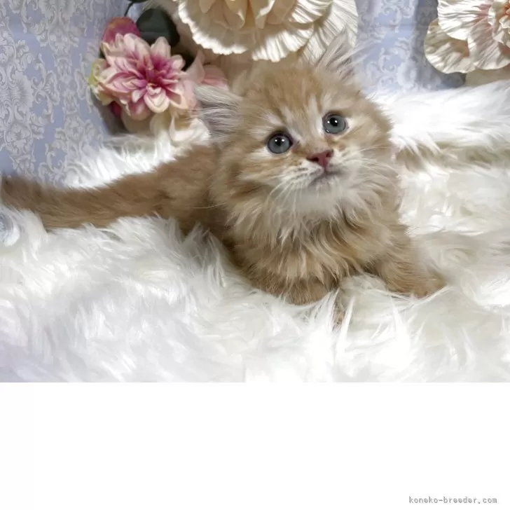 Reo 様のお迎えした子猫