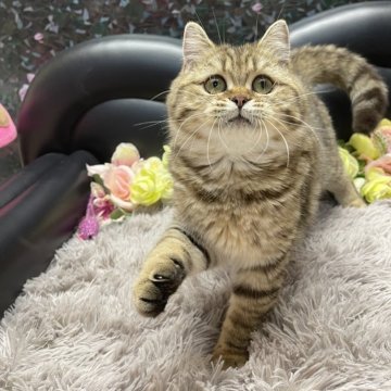 ブリティッシュショートヘア【神奈川県・女の子・2025年3月21日・ブラウンタビー(ショート)】の写真「♡長女ちゃん♡」