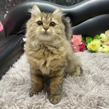 ブリティッシュショートヘア【神奈川県・女の子・2025年6月5日・ブラウンタビー(セミロング〜ロング)】の写真「♡ピンクリボンちゃん♡」