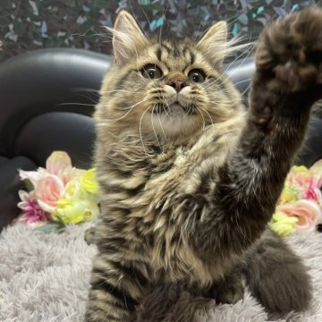 ブリティッシュショートヘア【神奈川県・男の子・2025年6月5日・ブラウンタビー(セミロング〜ロング)】の写真「☆みどりリボンくん」