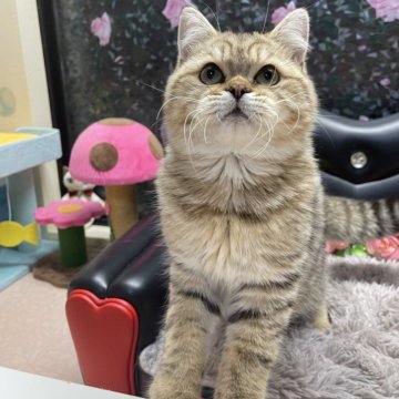 ブリティッシュショートヘア【神奈川県・男の子・2025年3月21日・ブラウンタビー(ショート)】の写真「☆長男くん☆」