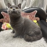 ブリティッシュショートヘア