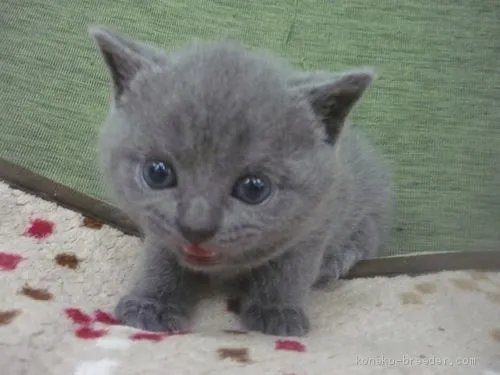 のむさん 様のお迎えした子猫