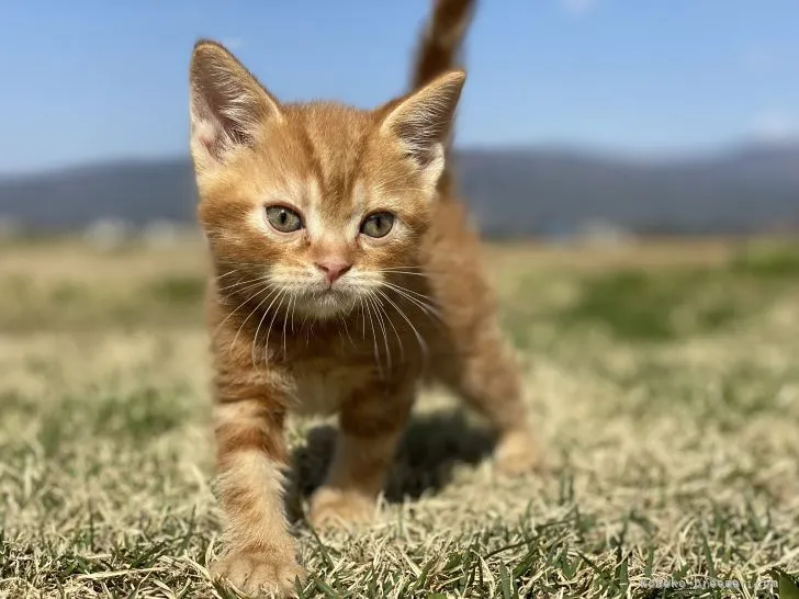 しゃー 様のお迎えした子猫