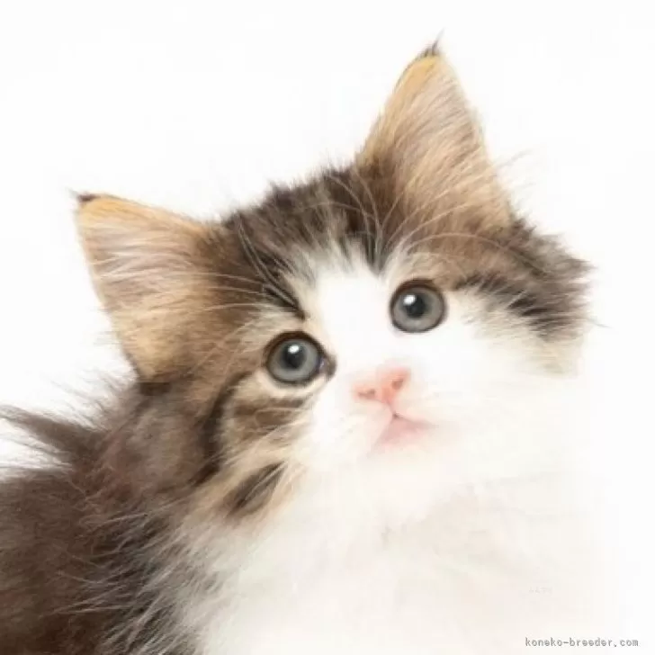 ID:2404-01677の子猫