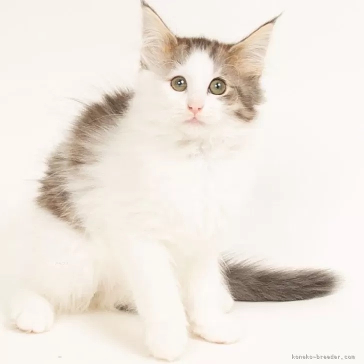 ID:2412-00837の子猫