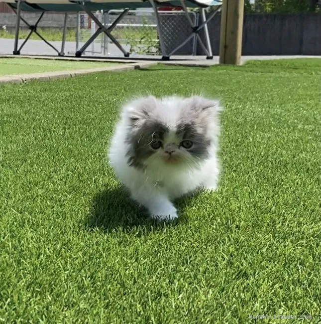 ID:2205-00277の子猫